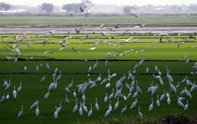 Candaba Swamp in Bulacan