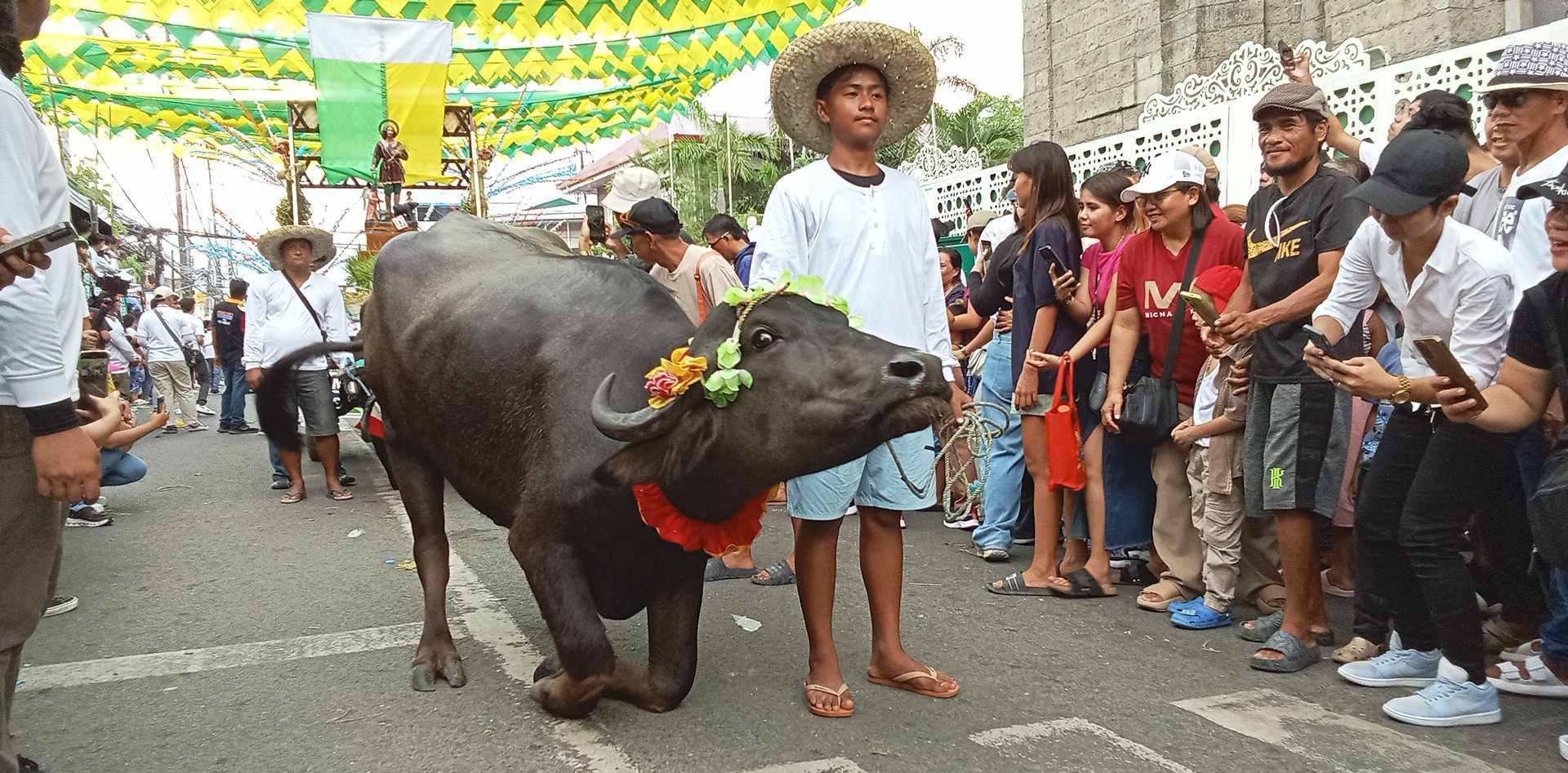 Pulilan Carabao Festival in Bulacan